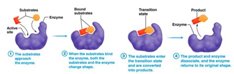 anatomy and physiology quizlet chapter 2